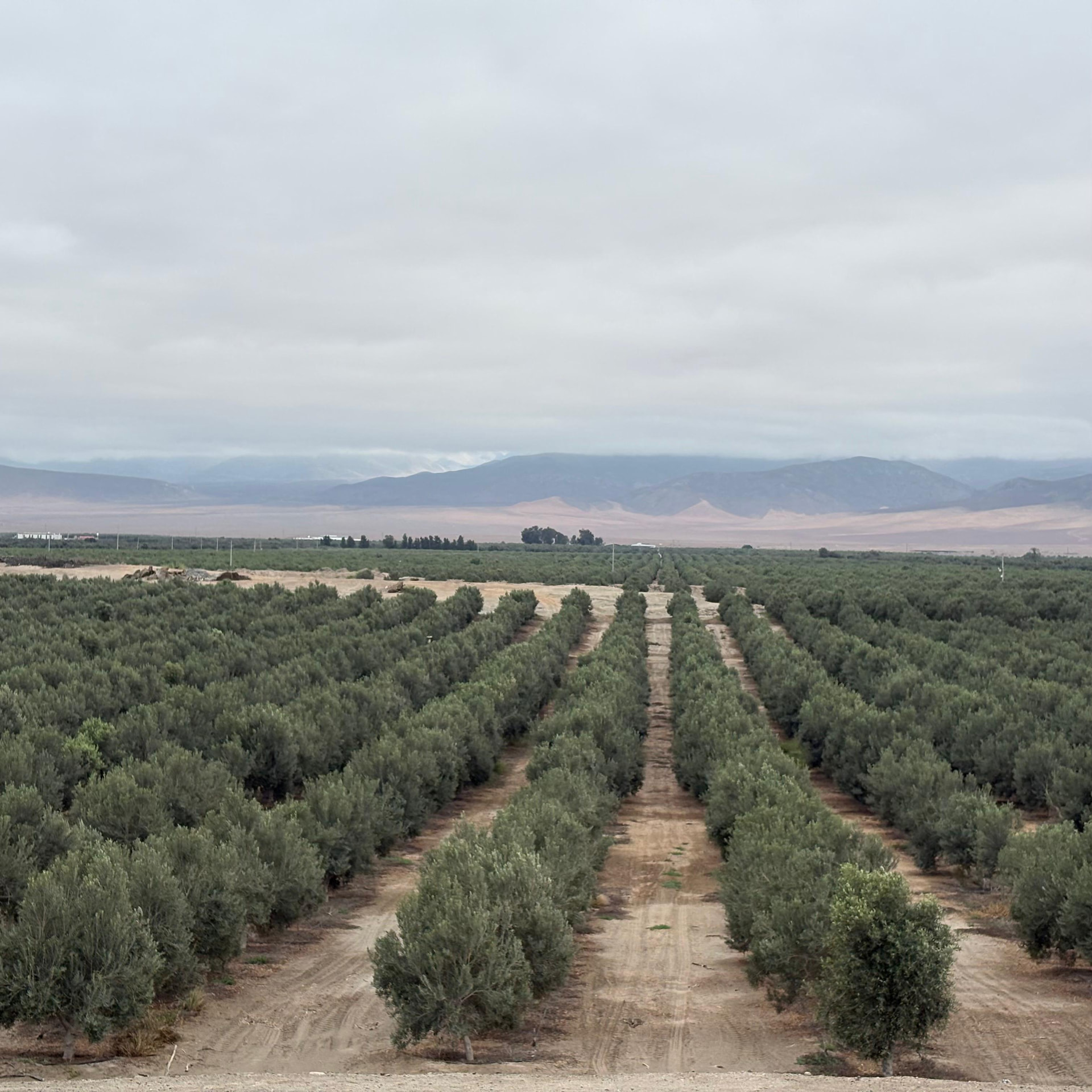 Olivares de ASILBU en Bella Unión, Arequipa, Perú