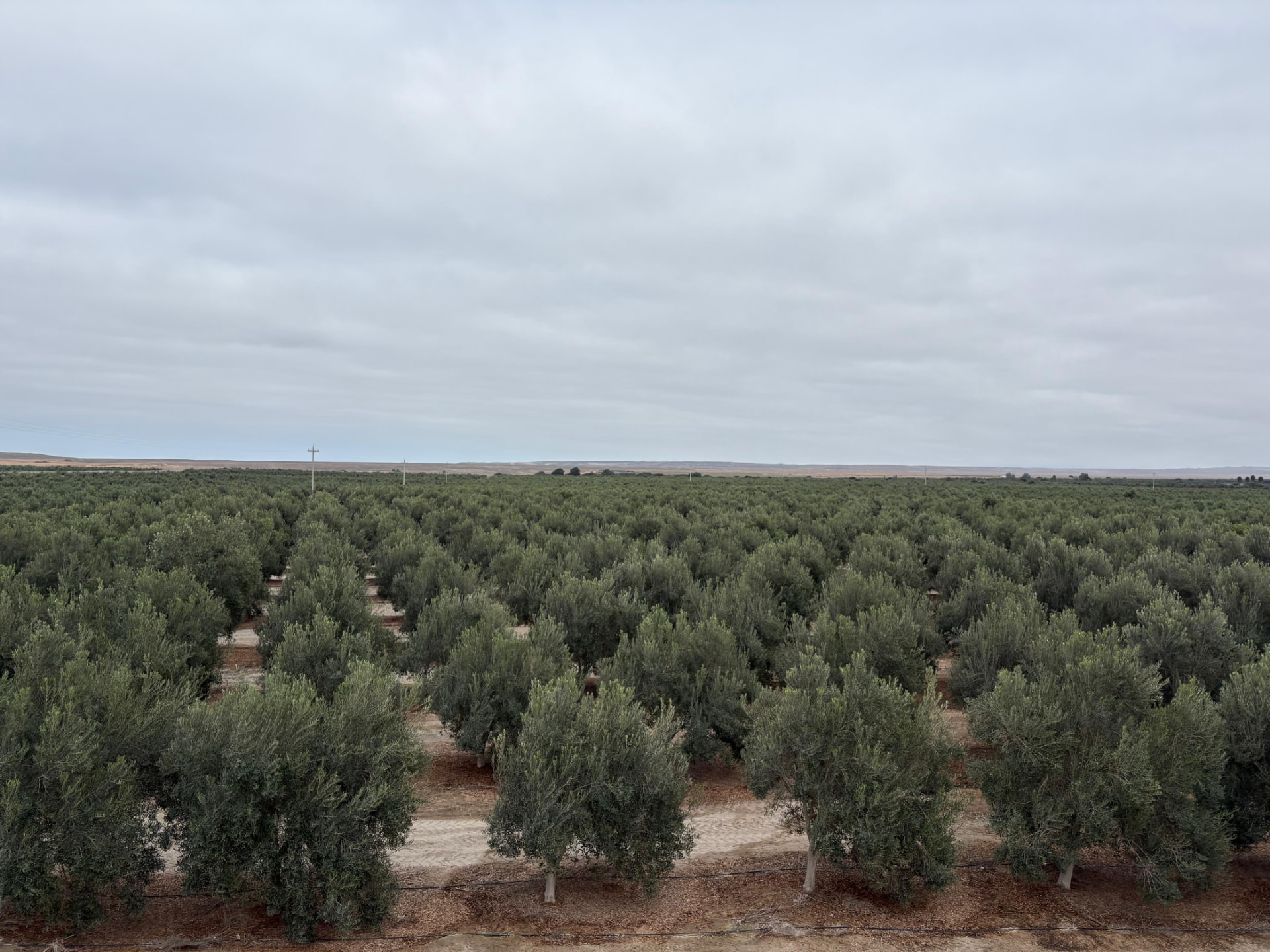 Campos de olivo propios de ASILBU en Bella Unión